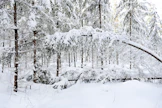 Lumivahinkoja syntyy, kun lunta sataa runsaasti lyhyen ajan sisällä suhteellisen tyynellä säällä.