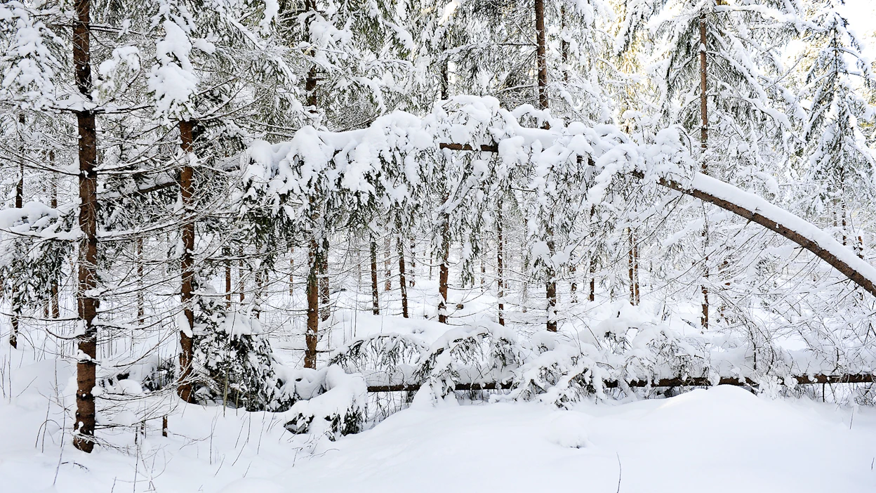 Lumivahinkoja syntyy, kun lunta sataa runsaasti lyhyen ajan sisällä suhteellisen tyynellä säällä.