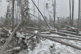 Hannes-myrsky paiskoi puita nurin joulukuun 27. päivä. 