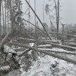 Hannes-myrsky paiskoi puita nurin joulukuun 27. päivä.