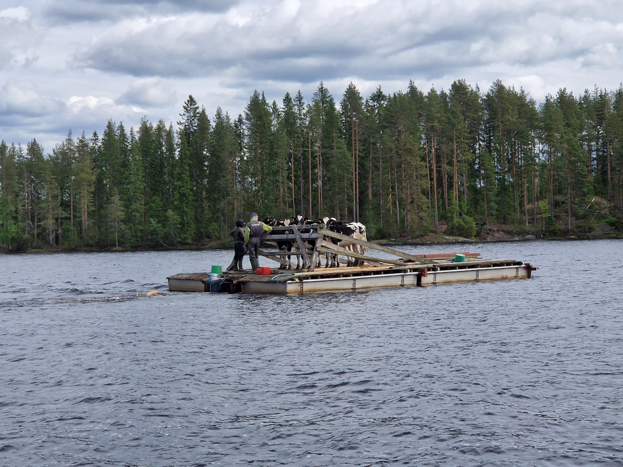 Hiehot kuljetetaan saarilaitumelle lautalla.