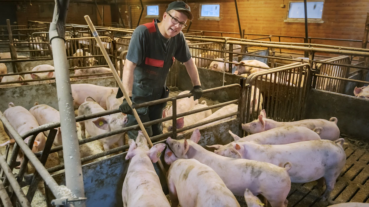 Osuuskunnista Atrian tehtäviin siirtyvä Risto Lahti kuvattuna kotitilansa sikalassa vuonna 2019.