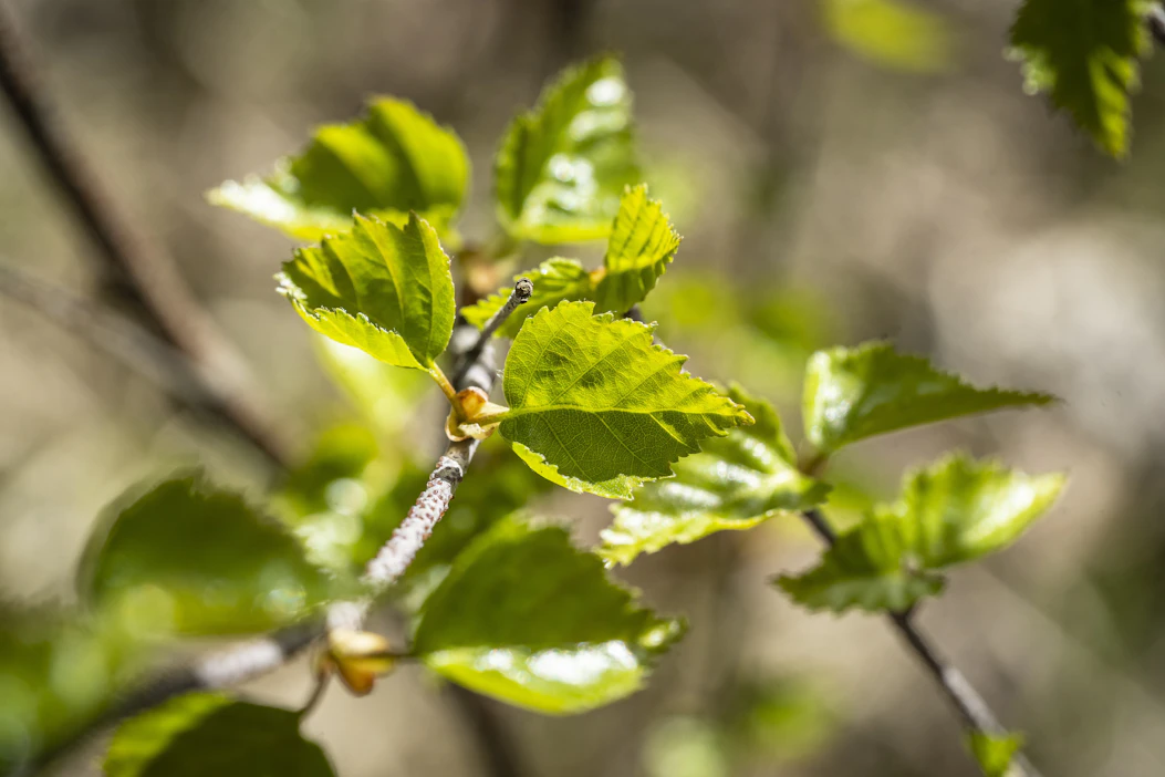 Koivun kukinta alkaa yleensä lämpimillä kasvupaikoilla maan eteläosissa huhti-toukokuun vaihteessa.