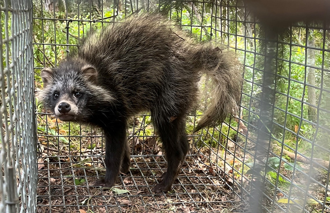 Haitallista vieraslajia ei saa vapauttaa luontoon, jos se on saatu esimerkiksi loukkuun. 