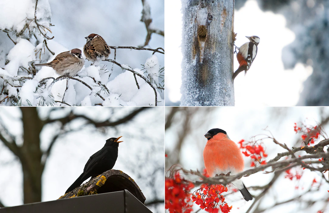 Pikkuvarpunen ja mustarastas lentävät ruokintapaikoille etenkin eteläisessä Suomessa. Punatulkkujen ja käpytikkojen määrä on kasvanut viime vuosina, selviää BirdlLifen Pihabongaus-tilastoista.
