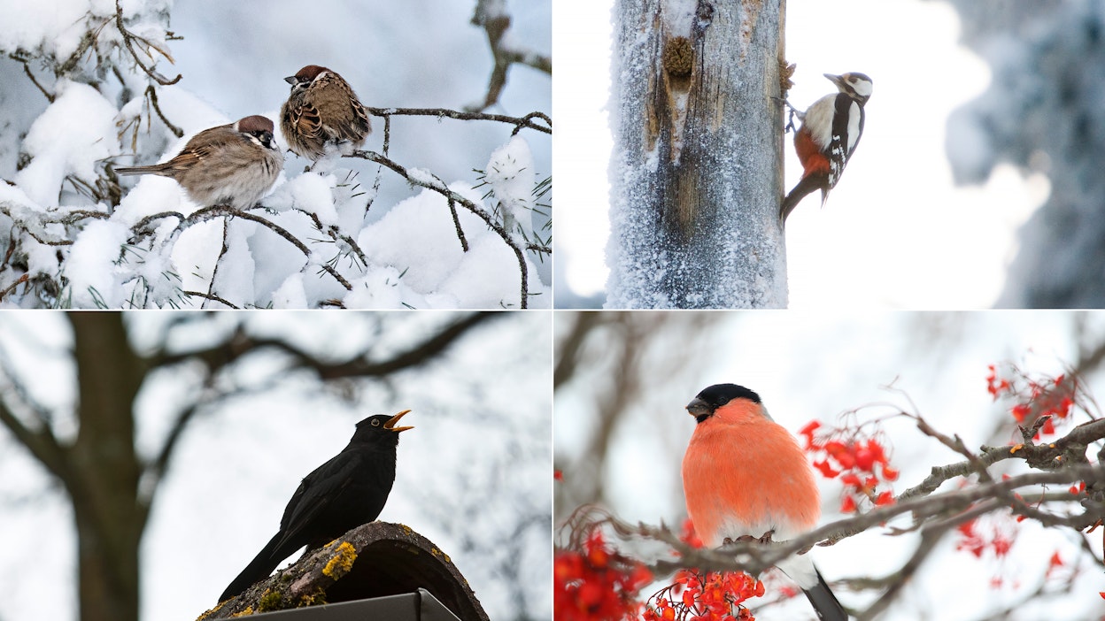 Pikkuvarpunen ja mustarastas lentävät ruokintapaikoille etenkin eteläisessä Suomessa. Punatulkkujen ja käpytikkojen määrä on kasvanut viime vuosina, selviää BirdlLifen Pihabongaus-tilastoista.