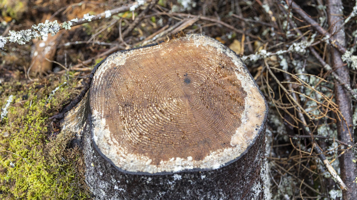Suomen maankäyttösektorin hiilinielut pitäisi saada 20 miljoonaan tonniin lähivuosina. Nyt nielu on nippa nappa miinuksen puolella, -1 miljoonaa tonnia hiilidioksidia. Mukana laskelmissa on metsien lisäksi muun muassa maatalous.
