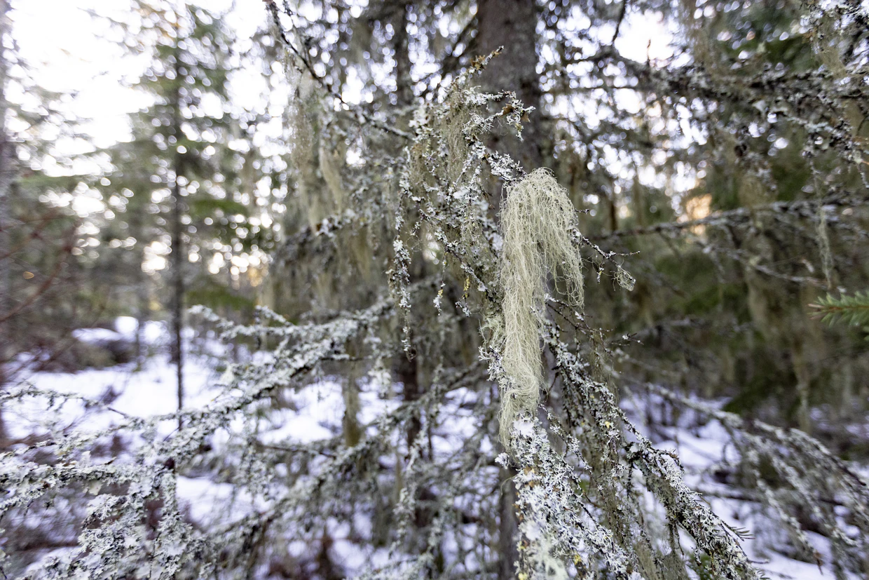 Toijala toivoo, että pesäpuun suojavyöhyke voitaisiin liittää vieressä sijaitsevaan yksityiseen luonnonsuojelualueeseen.