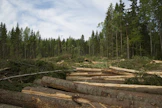 Havutukkien hinnat kohosivat puulajista riippuen 5–6 prosenttia huhti-kesäkuussa. Kuvituskuva.