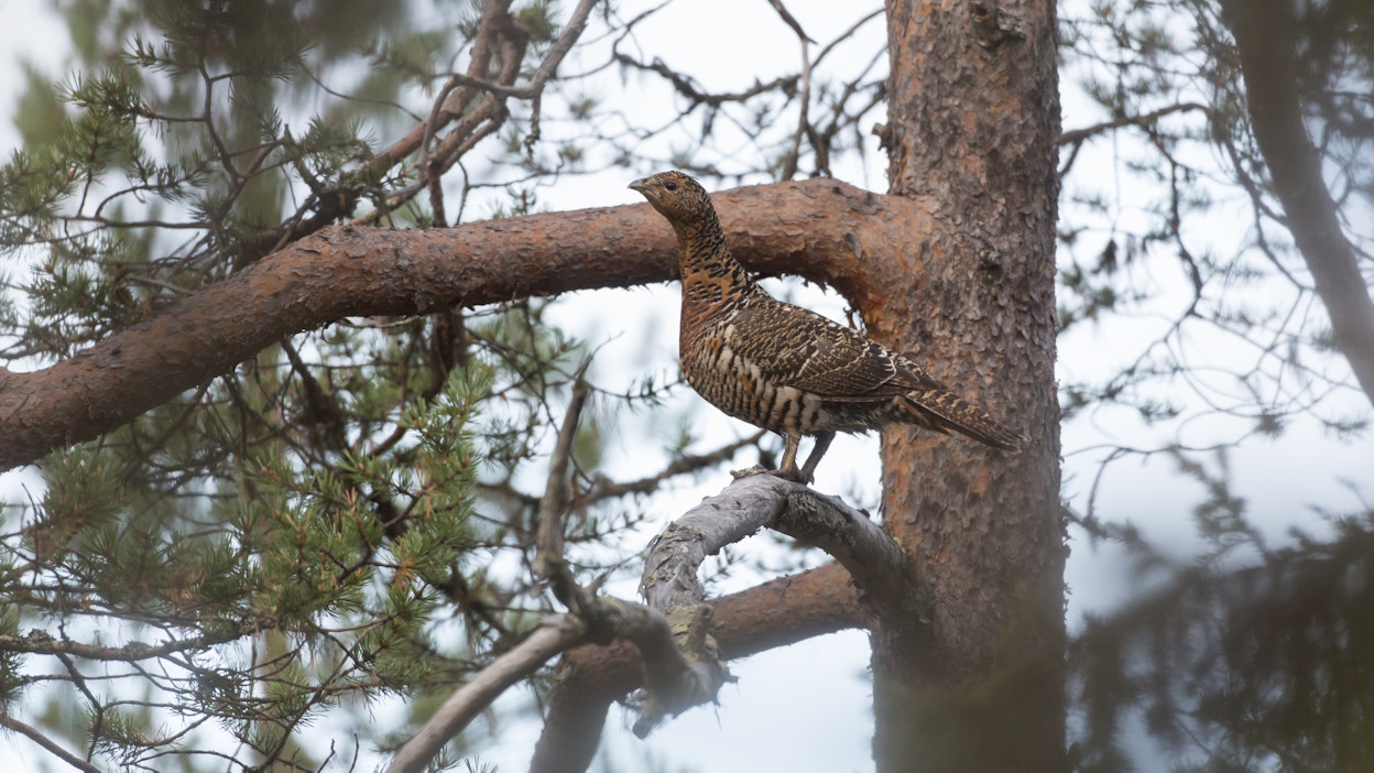 Kanalintulupia hankitaan vuosittain yli 60 000 kappaletta.