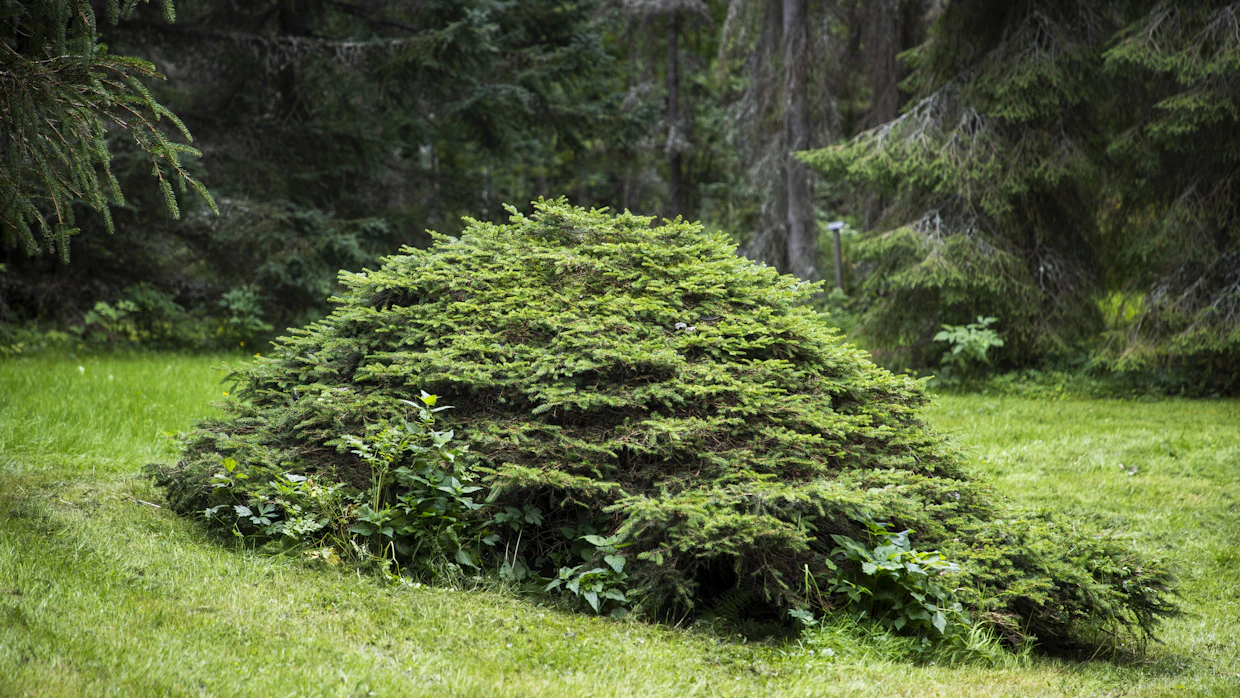 Tapionpöytä eli pöytäkuusi on latvaton metsäkuusen muoto, joka kasvaa pääasiallisesti vaakasuuntaan, mutta ei juuri lainkaan ylöspäin.