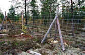 Kanalintuja lentää ja kuolee verkkoaitoihin. Myös hirvet takertuvat ja kuolevat poroaitoihin ajoittain.