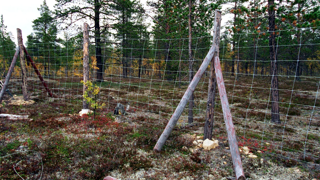 Kanalintuja lentää ja kuolee verkkoaitoihin. Myös hirvet takertuvat ja kuolevat poroaitoihin ajoittain.