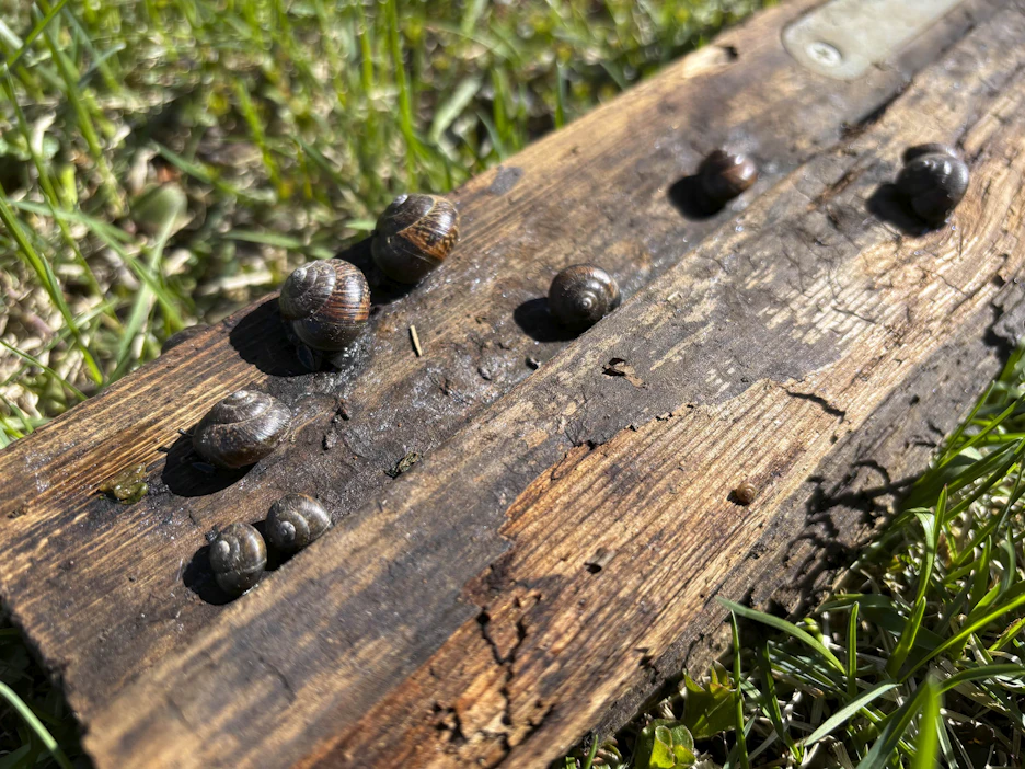 Kotilot hakevat suojaa esimerkiksi puutarhan puunkappaleiden alta. Sieltä ne kannattaa kerätä pois.