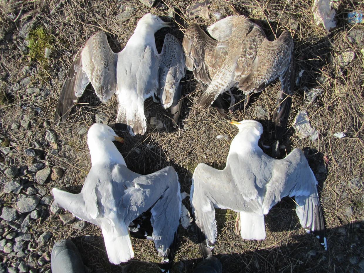 Höyhenpukua tarkkailemalla voidaan erottaa viiden eri ikäpolven lintuja. Vasta viidennen vuoden lintu on jo kokonaan vaalean hopeanharmaa ja alta valkoinen.
