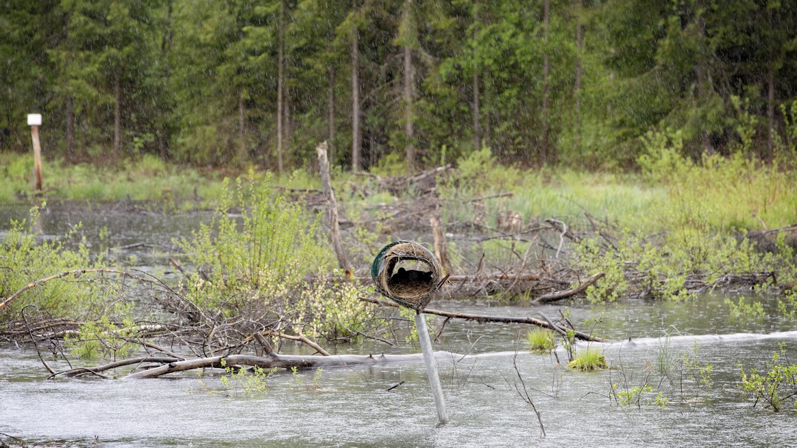 Korpelan kosteikko Savitaipaleella on toteutettu patoamalla. Se kuuluu myös Sotka-levähdysaluehankkeeseen, eikä siellä metsästetä kuin pienpetoja.