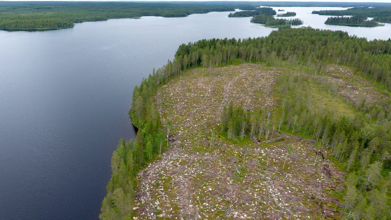 Maankäyttösektori palasi viime vuonna nettonieluksi, mihin vaikuttivat ennakkotietojen mukaan edellisvuodesta noin yhdeksällä prosentilla pienentyneet hakkuumäärät. Kuvassa metsähakkuualue Suomussalmella vuonna 2019. LEHTIKUVA / VESA MOILANEN.