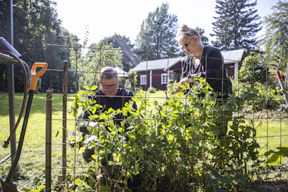Paajaset huomasivat, että tavallisista ruokaherneistä saa kasvatettua herkullisia tuoreherneitä. Tarkoitus on hyödyntää yhä enemmän omaa siemensatoa.