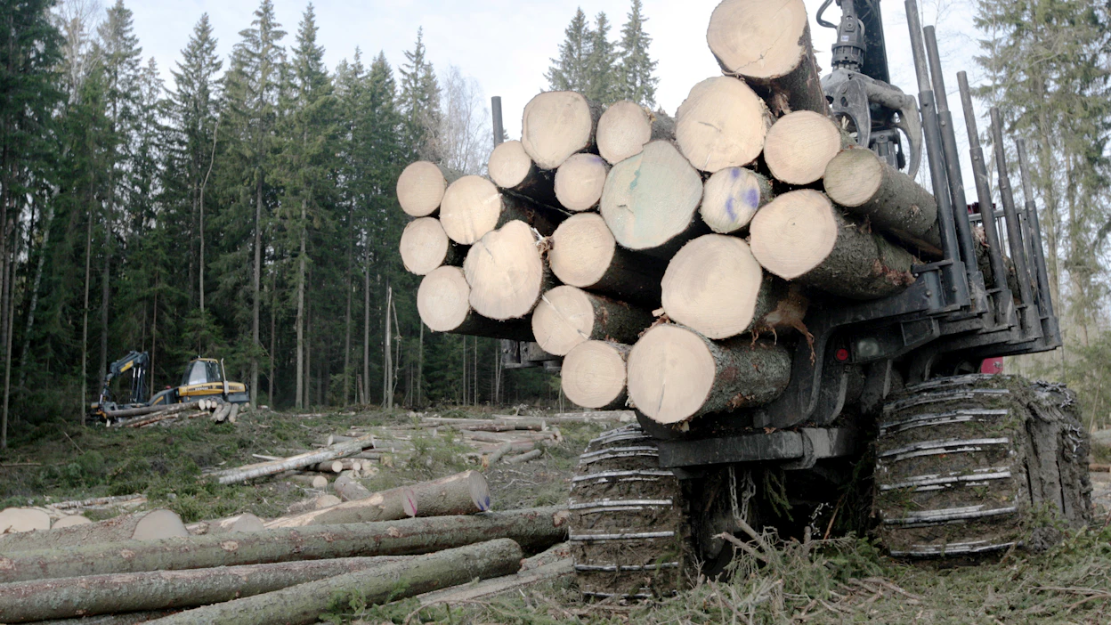 Järeyden nosto kahdella senttimetrillä hoidetussa metsässä voi olla viiden vuoden asia, mutta hoitamattomassa metsässä se voi kestää yli 20 vuotta.