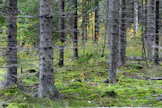Rahastot ostavat isompia metsätiloja kuin yksityiset metsänomistajat.
