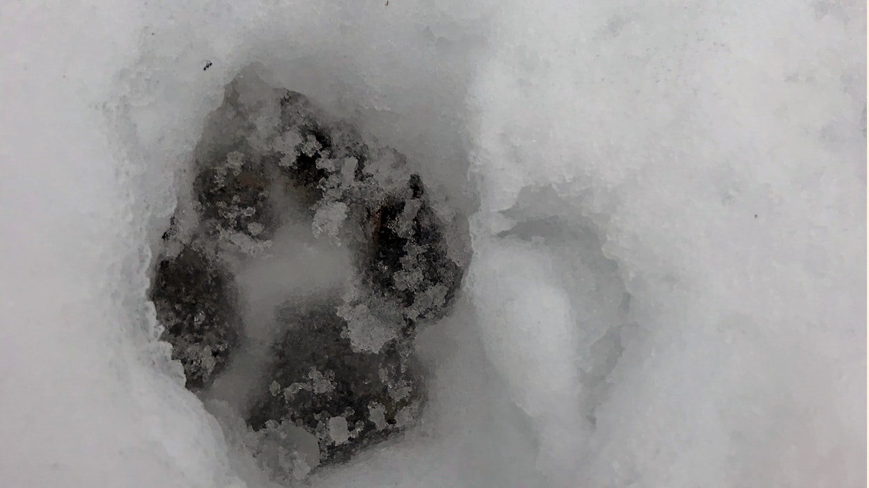 Suden metsästys on hankalaa, jos lunta ei ole.