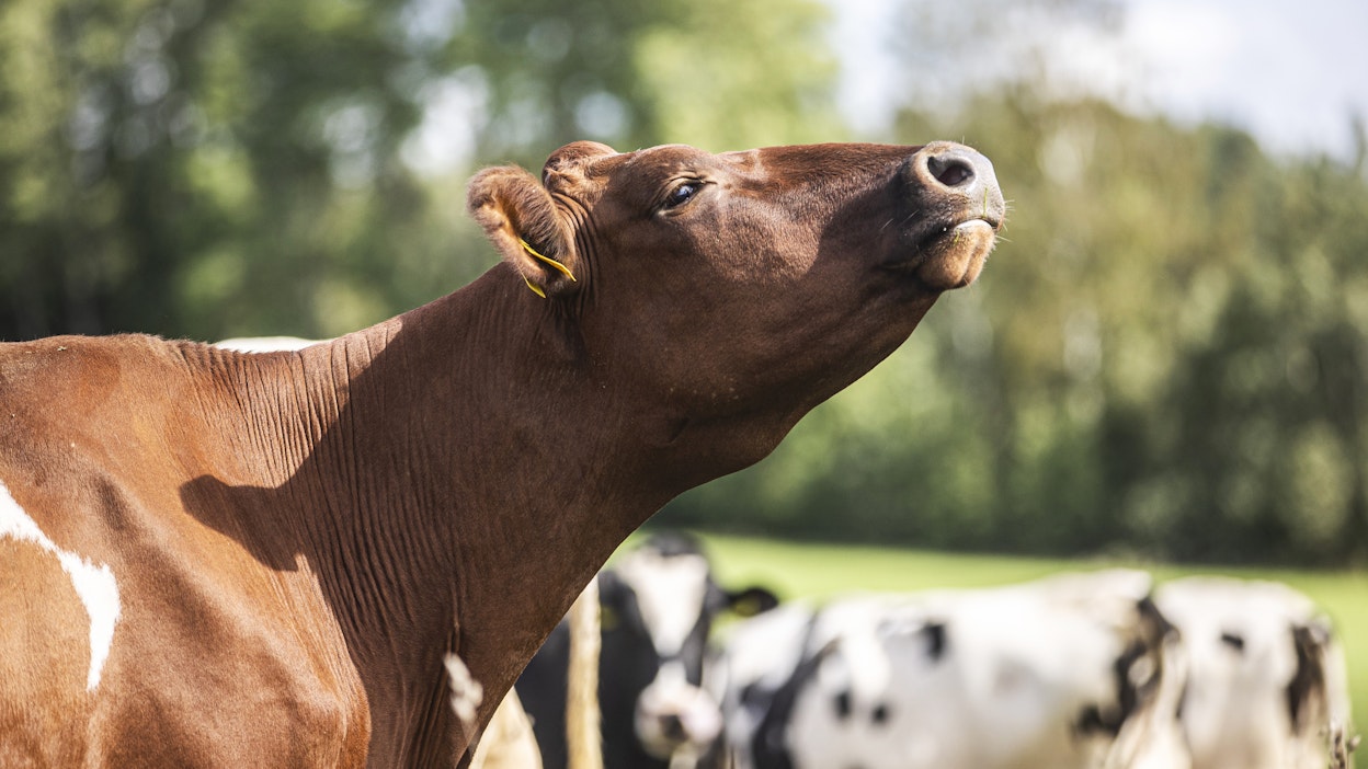 Kevättalvella meijerin vastaanottama maitomäärä on yleensä korkeimmillaan, koska iso osa lehmistä poikii keväällä.