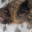 Nuori karhu jäi Nurmeksessa junan alle.