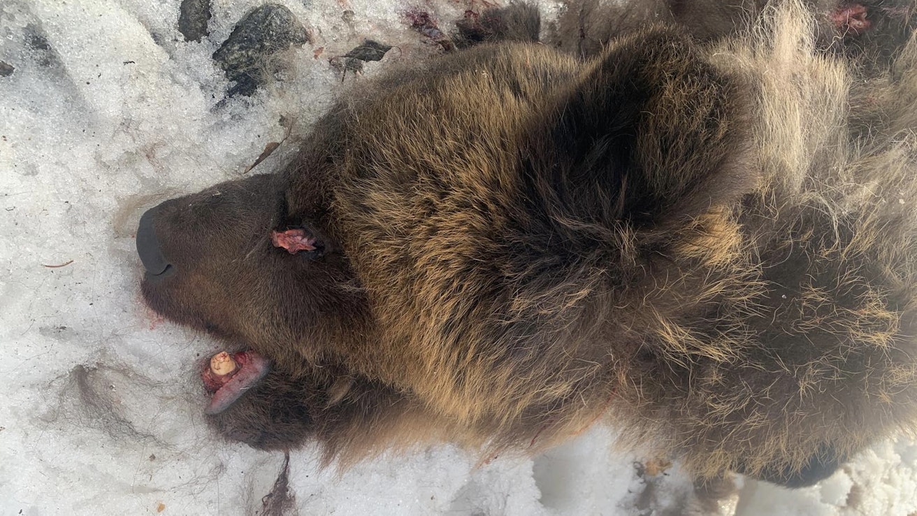 Nuori karhu jäi Nurmeksessa junan alle.