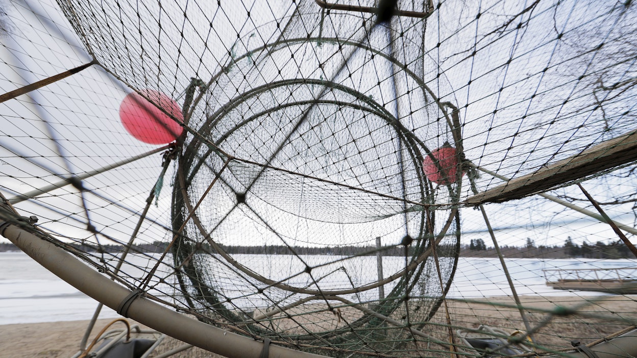 Suurin osa kaupallisista kalastajista pyytää rannikolla rysillä tai verkoilla. 