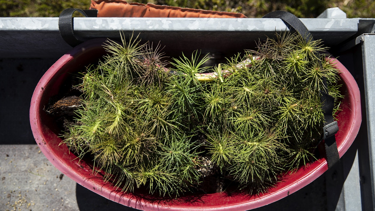 Männyntaimia valmiina istutettavaksi. Kuvituskuva.