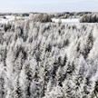 Suomen maapinta-alasta noin 75 prosenttia on metsää, Ruotsin maapinta-alasta lähes 70 prosenttia.