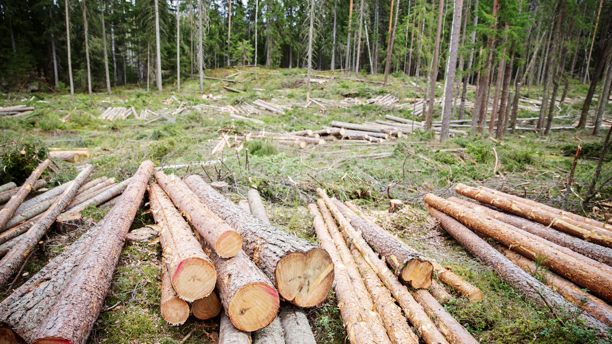 Liian kireiksi koettu maa- ja metsätalouteen kohdistuva ilmastopolitiikka on johtanut kapinaliikkeisiin ja ilmastoteeman polarisoitumiseen. Suomessa metsien hyötykäyttö on saanut arveluttavan leiman, kirjoittaa Petteri Taalas.