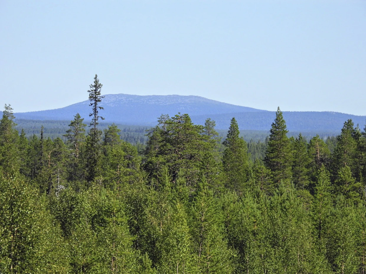 Lapissa on paljon ikääntynyttä metsää, jonka luokittelusta suojelukohteeksi kiistellään.