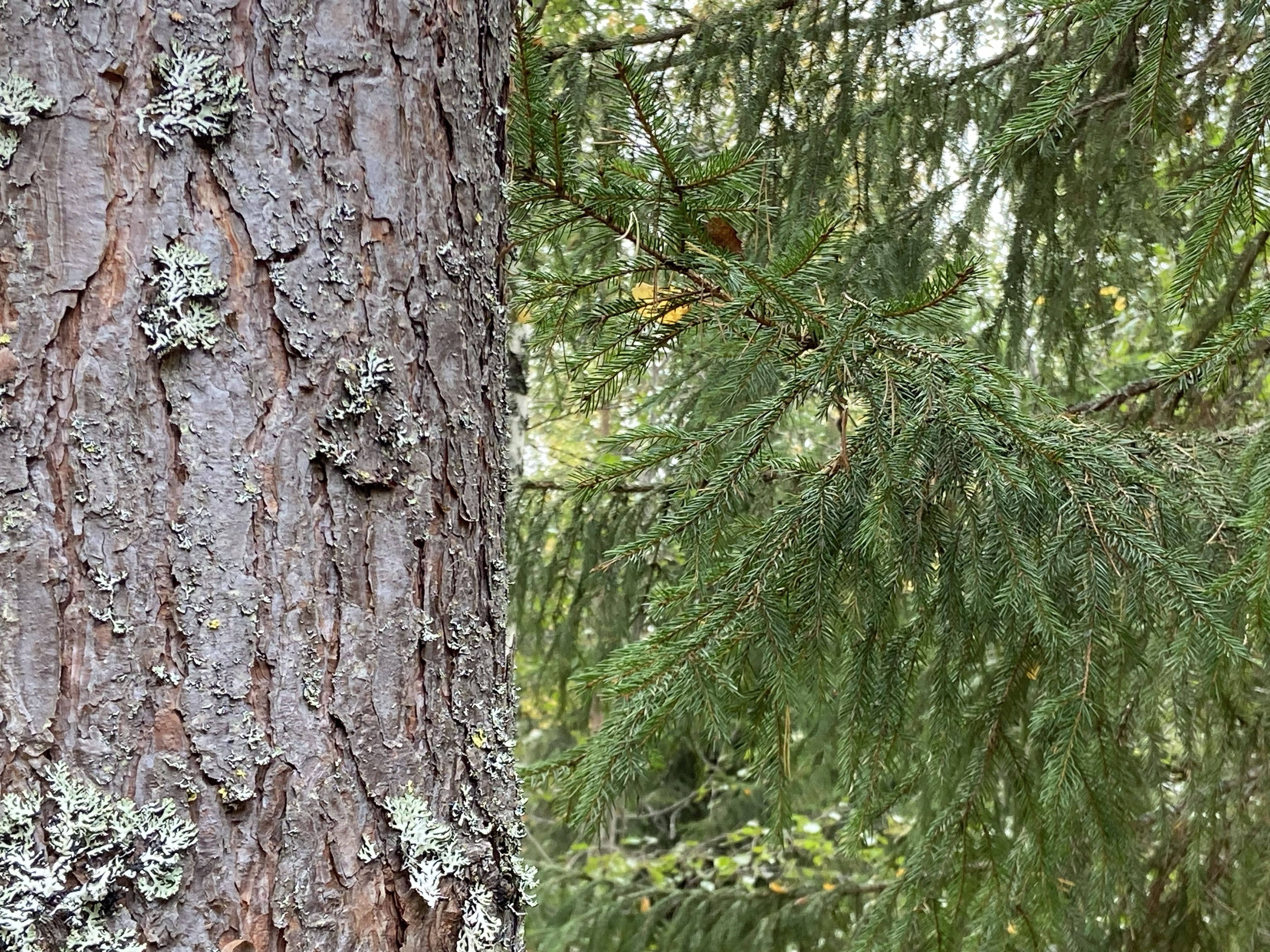 Maaseudun Tulevaisuus