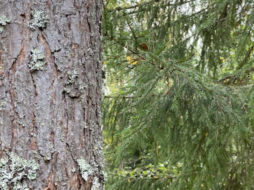 Mänty ja kuusi sopivat metsään talousmielessä, kun ne kasvavat samaa vauhtia.