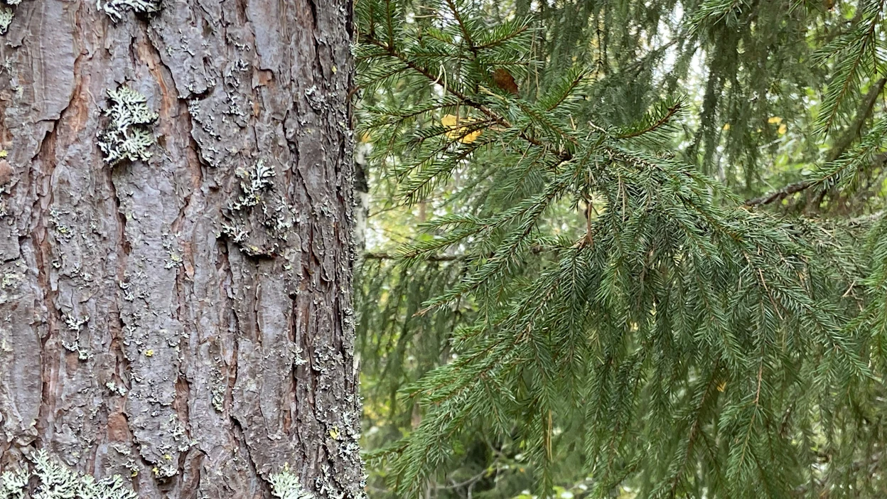 Mänty ja kuusi sopivat metsään talousmielessä, kun ne kasvavat samaa vauhtia.