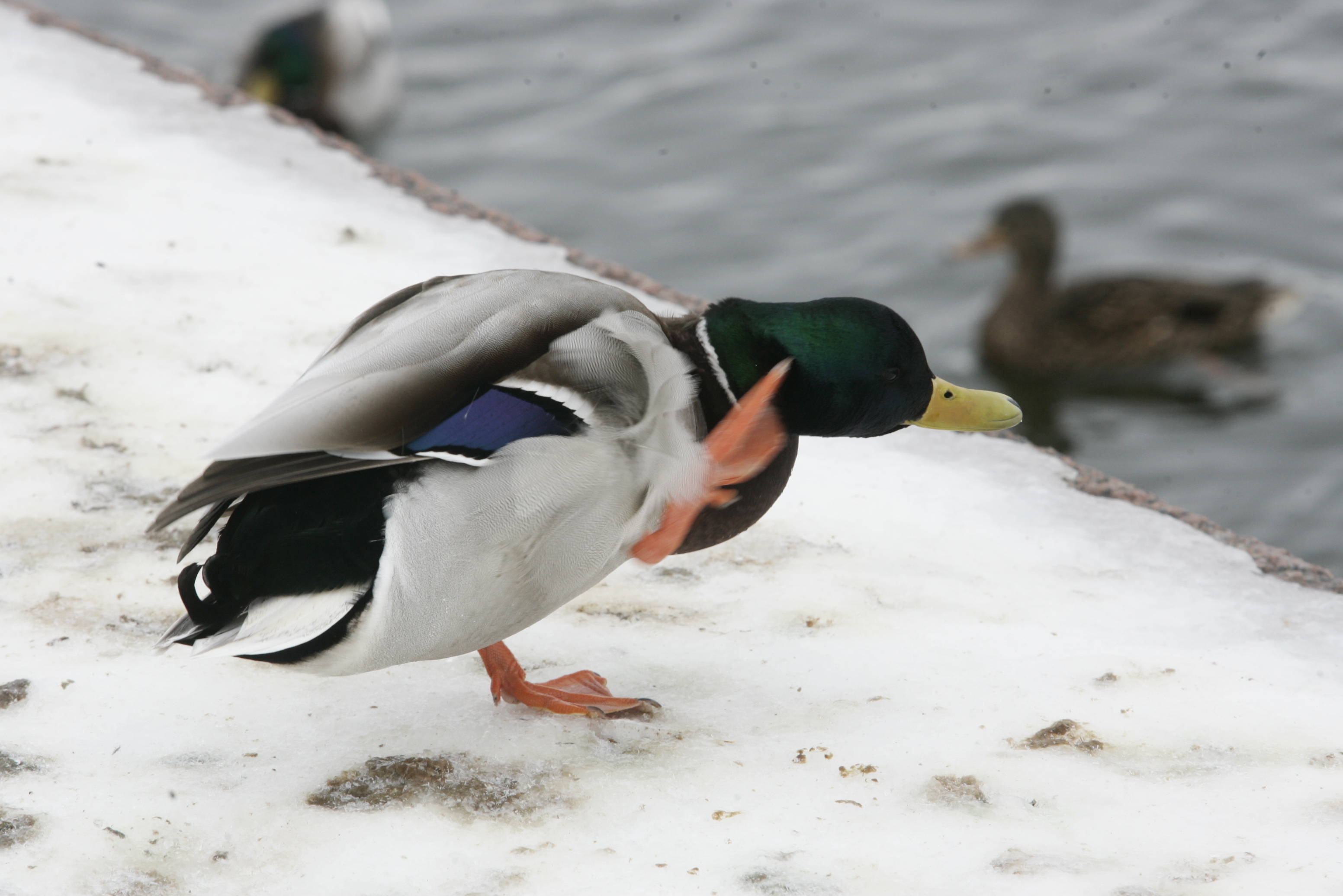 Hyväkuntoinen höyhenpuku on kylmässä elävälle sorsalle äärimmäisen tärkeä.