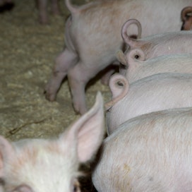 Porsaan hinta monesti ennakoi sianlihan hinnan suuntaa. Nyt porsaan hinta on noussut Euroopassa muutamana viikkona.
