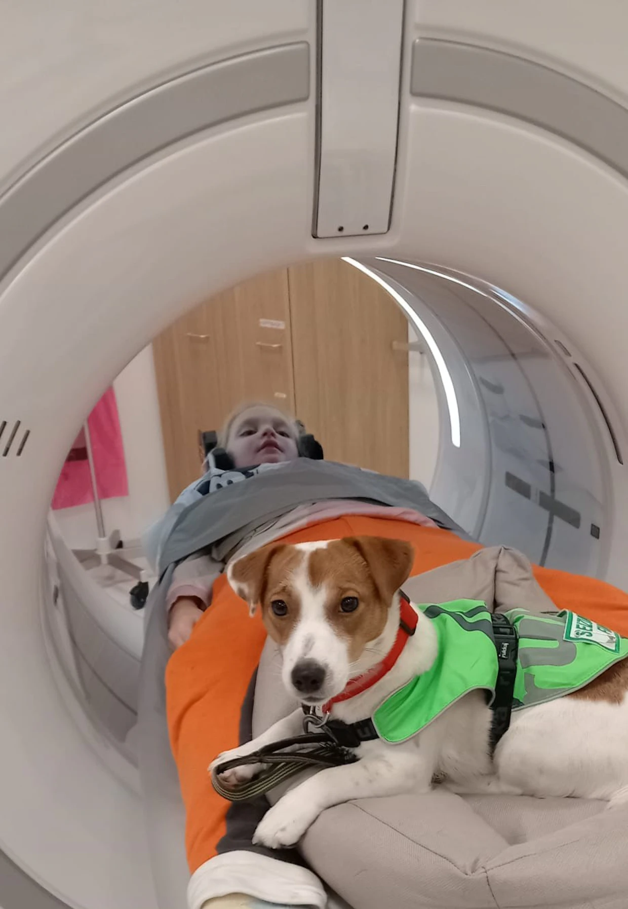 Jackrusselinterrieri Myy tukena CT-kuvauksessa.