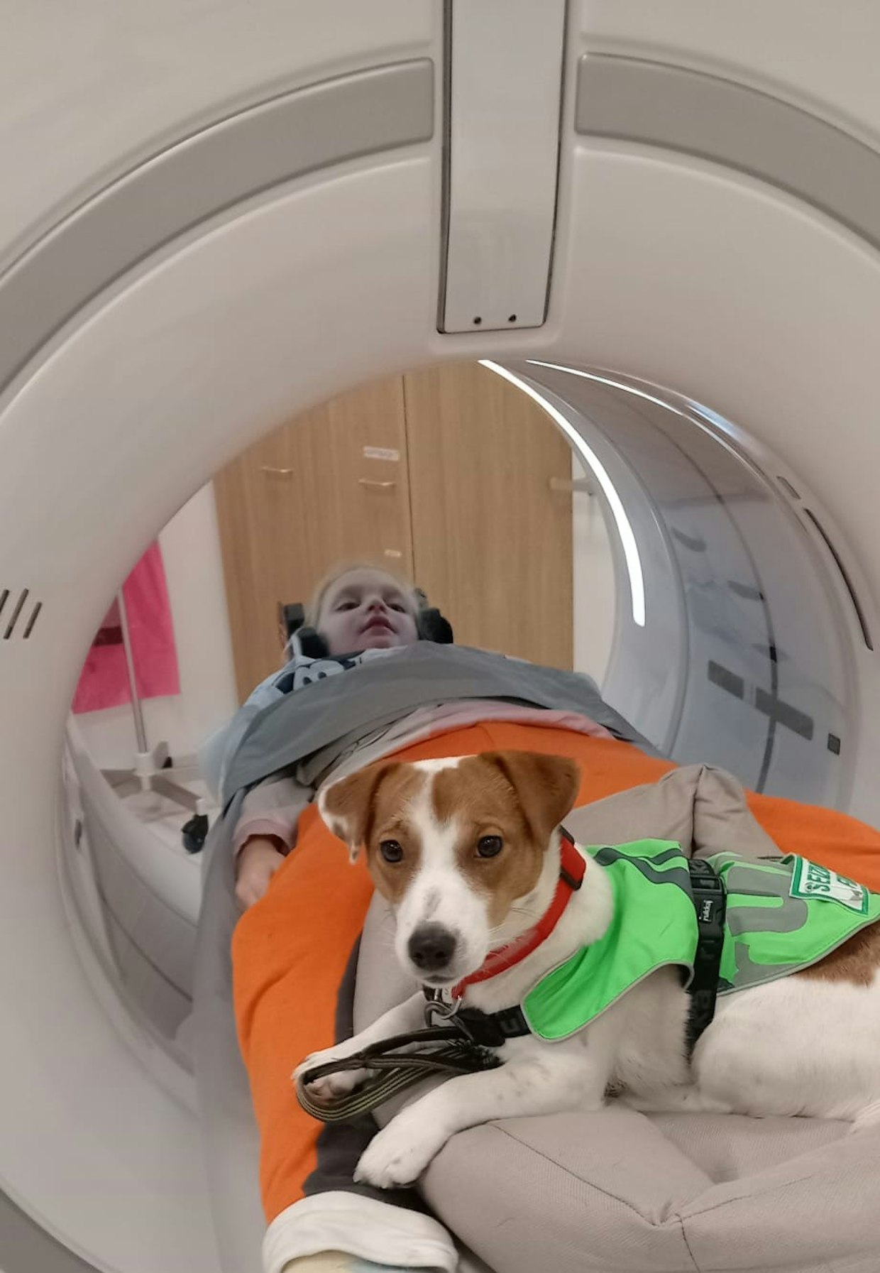 Jackrusselinterrieri Myy tukena CT-kuvauksessa.