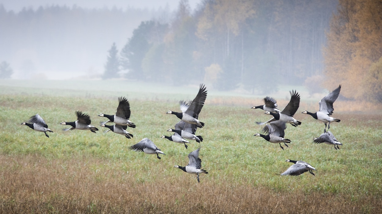 Valkoposkihanhia. Kuvituskuva.