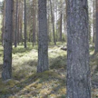 Hoidettu metsä on suuri hiilivarasto.