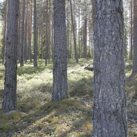 Tällä hetkellä metsärahastot ja ulkomaiset sijoittajat omistavat Suomessa noin 560 000 hehtaaria metsää.