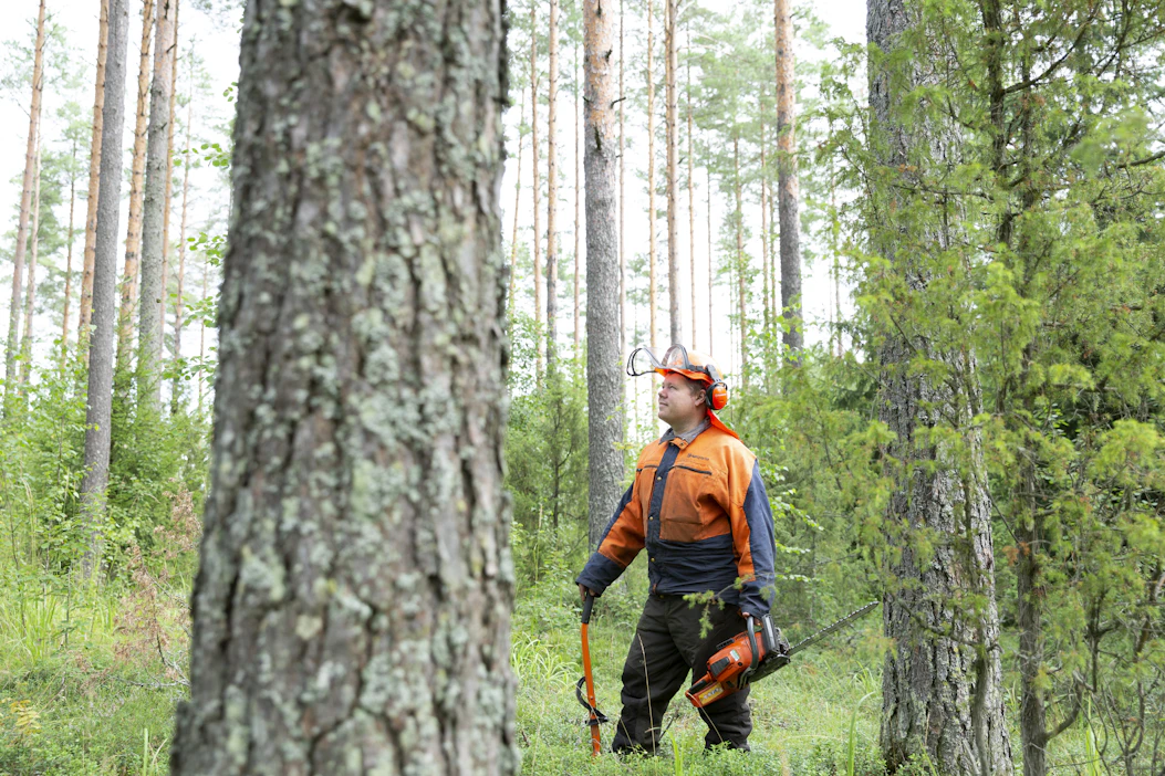 Tammelalainen metsänomistaja Tuomas Pietilä satsaa metsiensä tuottoon tekemällä mahdollisimman paljon itse. Hyvän metsänhoidon lisäksi tuottoa voi parantaa lannoittamalla. Kuva viime keväältä.