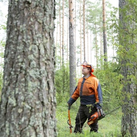 Tammelalainen metsänomistaja Tuomas Pietilä satsaa metsiensä tuottoon tekemällä mahdollisimman paljon itse. Hyvän metsänhoidon lisäksi tuottoa voi parantaa lannoittamalla. Kuva viime keväältä.