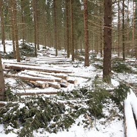 Metsäteollisuus kasvatti havupuuleimikoiden korjuuta talvella.