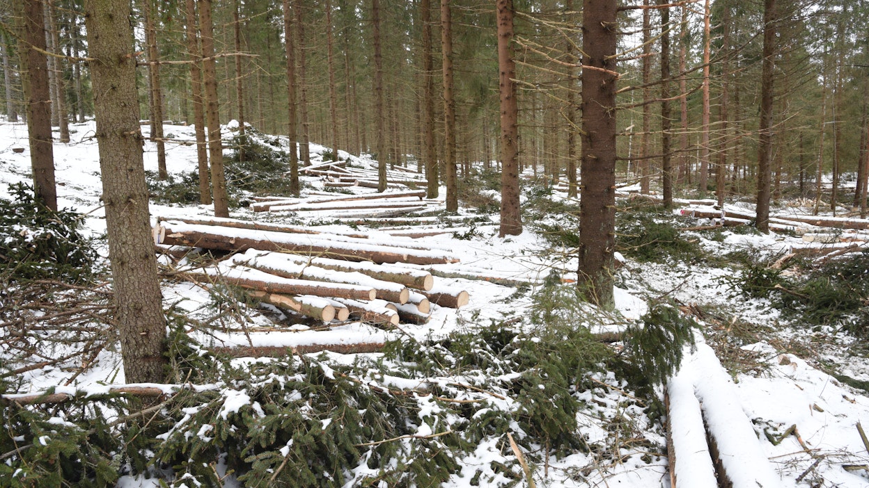 Metsäteollisuus kasvatti havupuuleimikoiden korjuuta talvella.