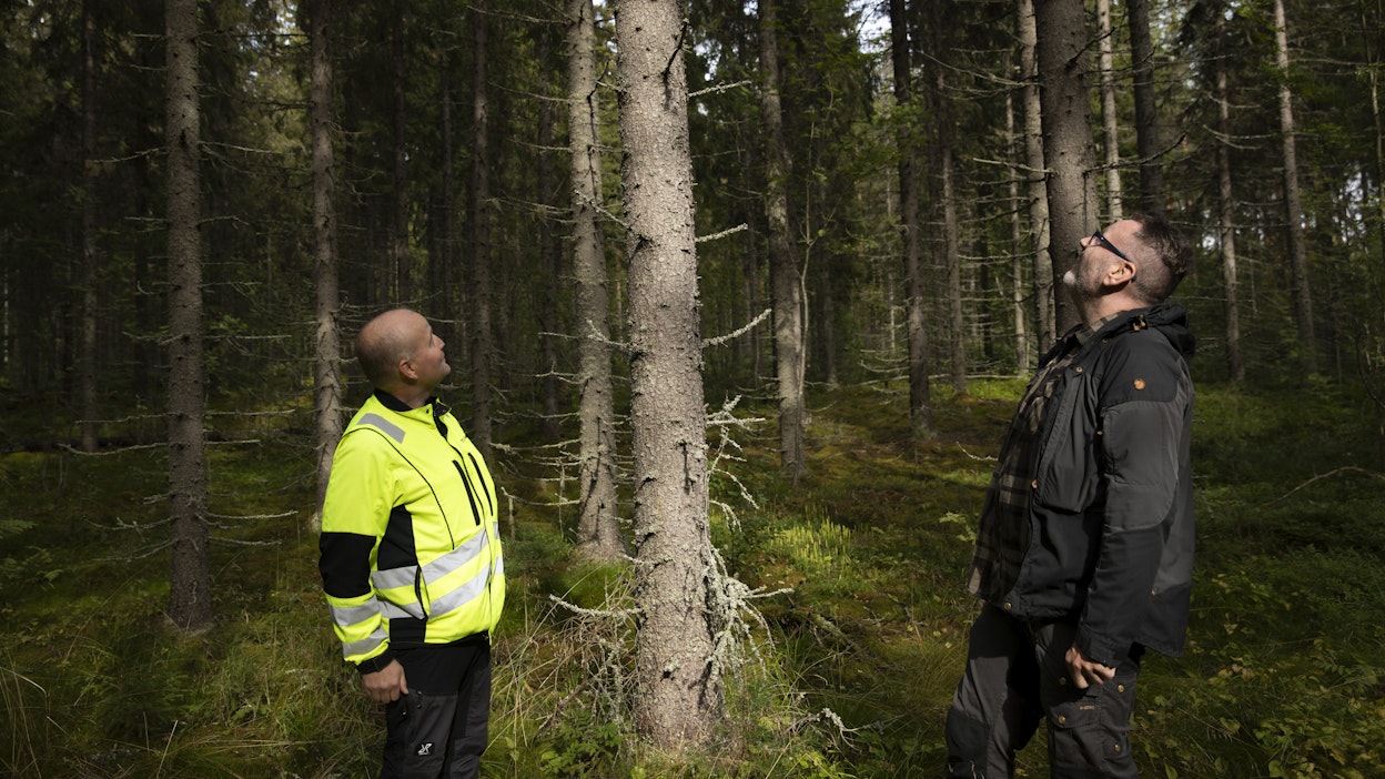 Timo (vasemmalla) ja Jussi Pennanen tutkivat, näkyykö kirjanpainajien jättämiä jälkiä puun rungolla.