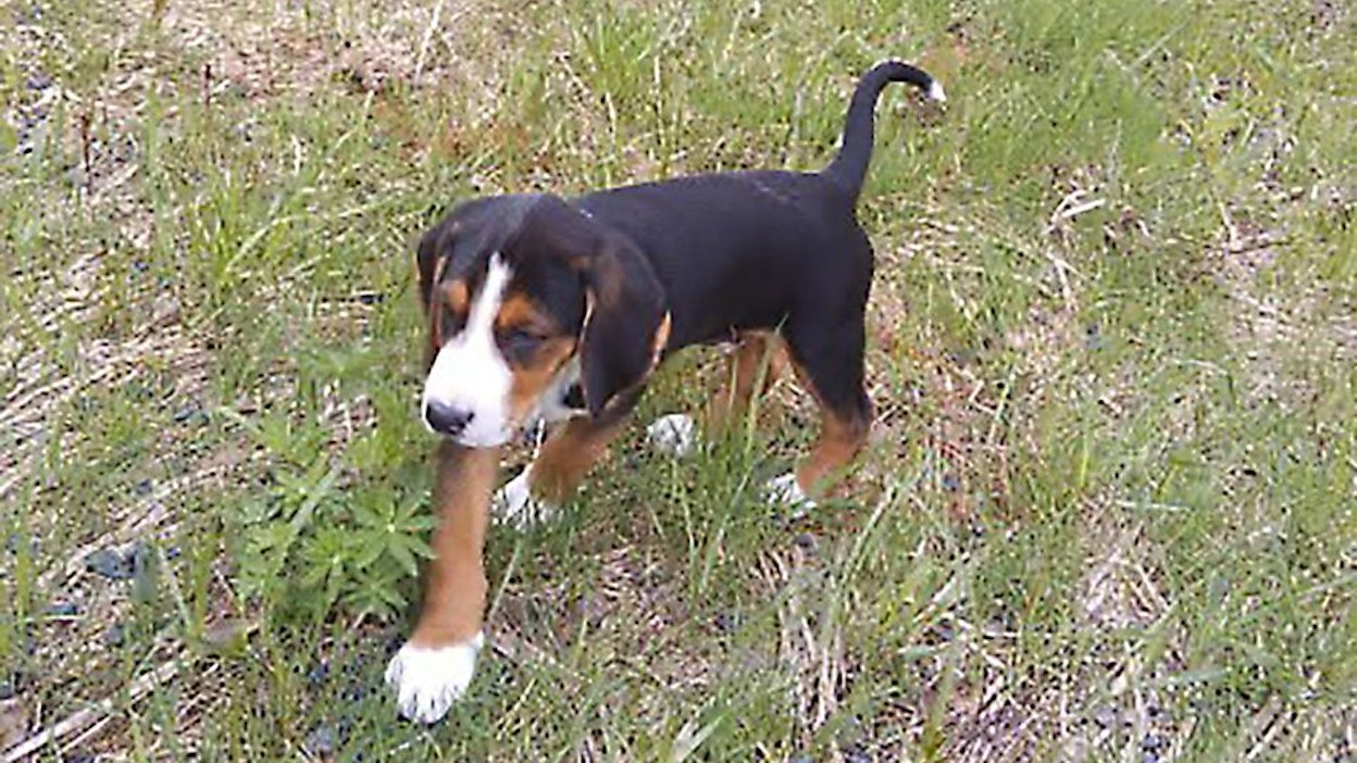 Havukkakallion Frodo kuvassa pentuna.