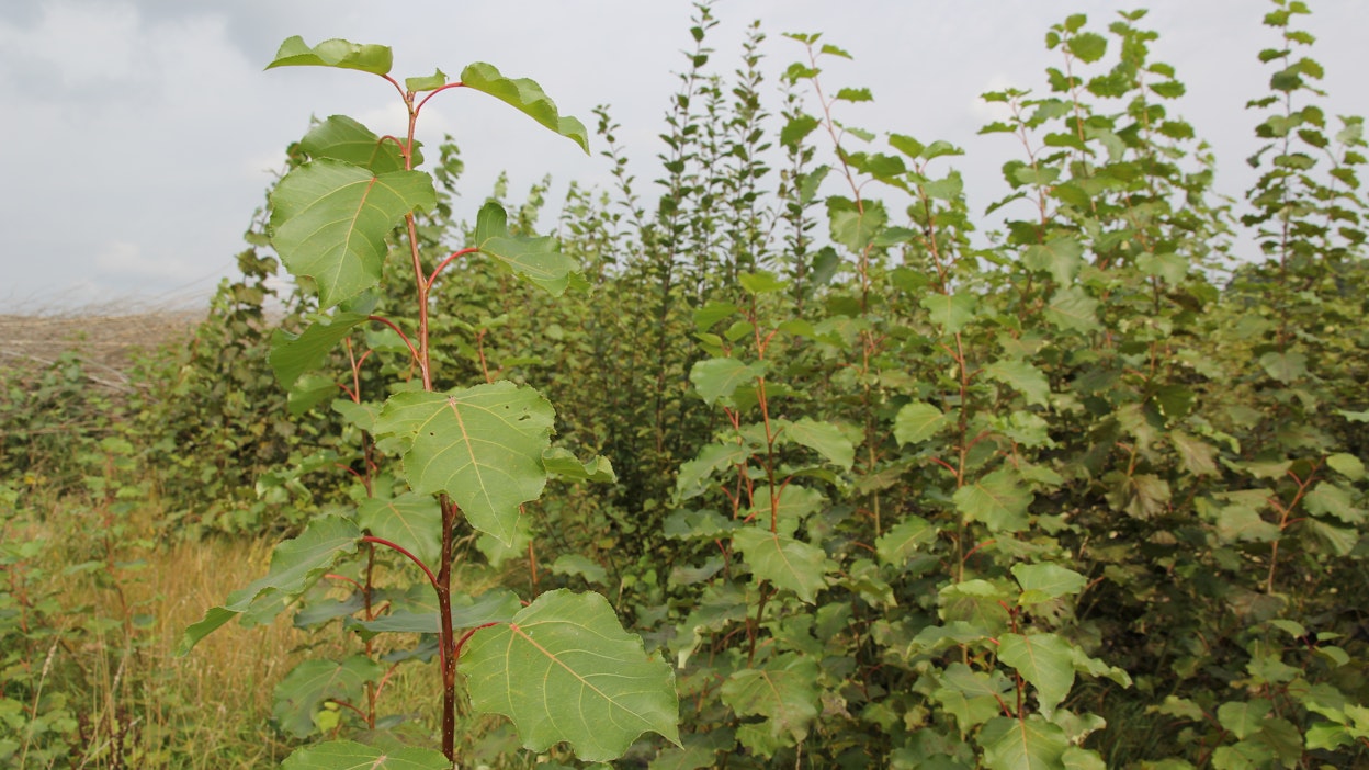 Poppeliviljelmä Saksassa.